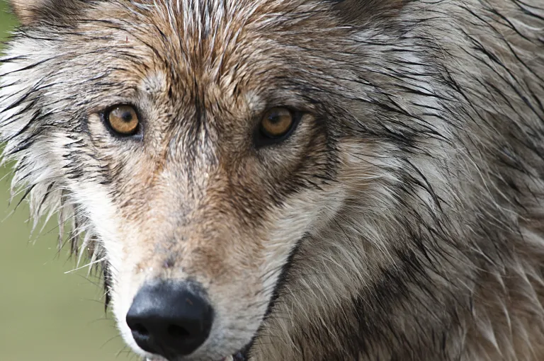 close-up image of gray wolf