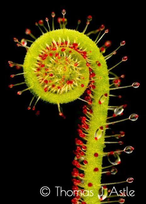 The bright green fiddlehead shaped new stem of a Sundew plant with spines tipped with red secretions.