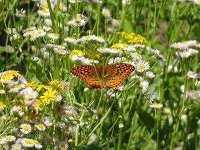 Butterfly on wildflowers