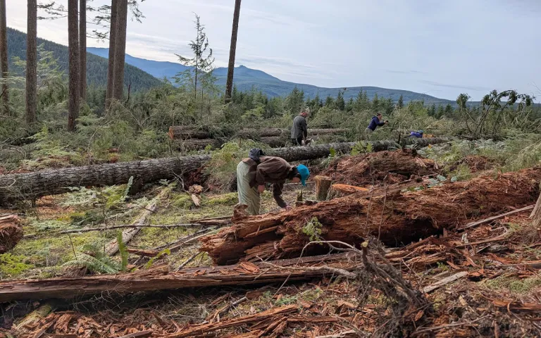 Concerned citizens inspect felled old growth