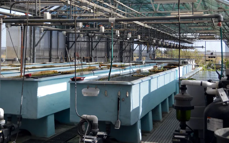 Large blue tanks full of water and plants, inside a light-filled facility. 