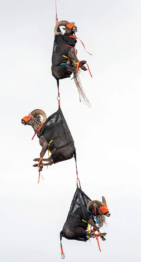 Three desert bighorn sheep are suspended in the air in black bags, with blindfolds on and their legs tied together.