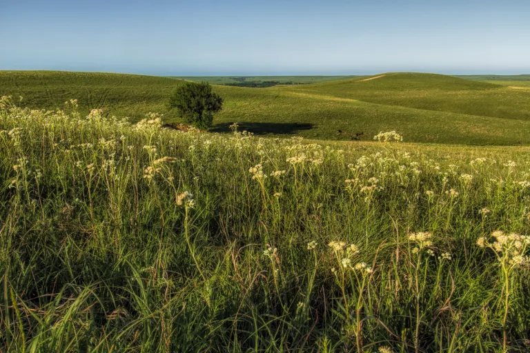 Yellow flowering green tallgrasses in green rolling hills