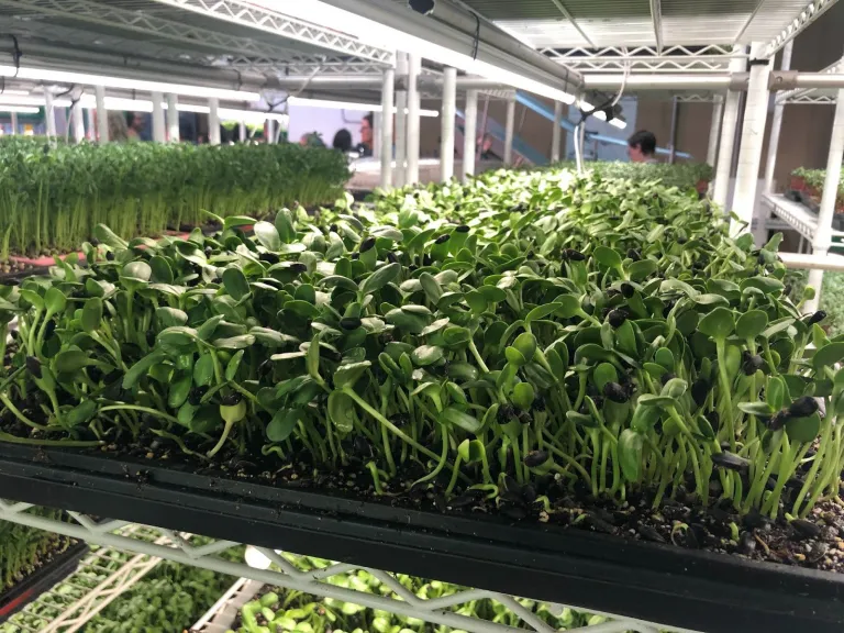 Sunflower Microgreens