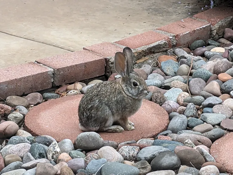 a rabbit sitting on a paver in a rock garden
