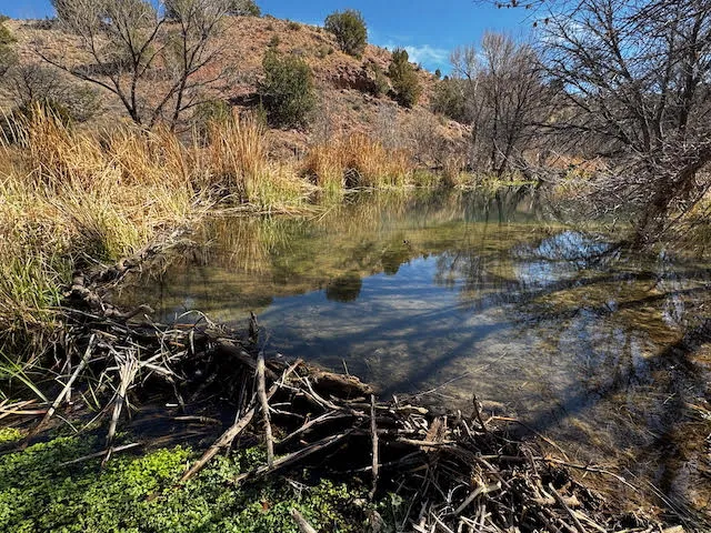 a beaver damn in a shallow river