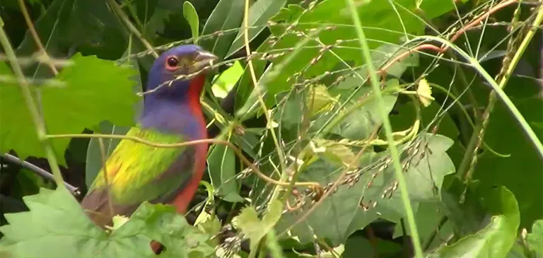 Painted Bunting