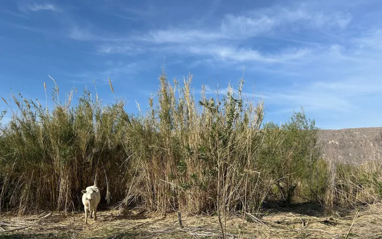 Trespass livestock grazing on the banks of the Rio Grande, near the Cottonwood Campground