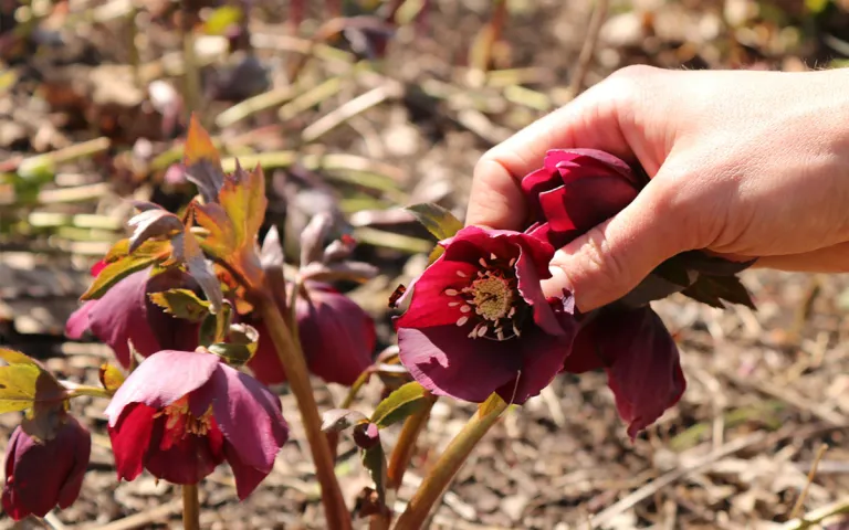 A close up of a hand holding a fuscia flower