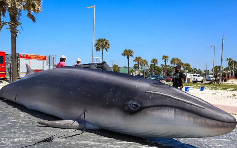 A blow up rice's whale at the Gulf Coast Whale Festival at Pensacola Beach