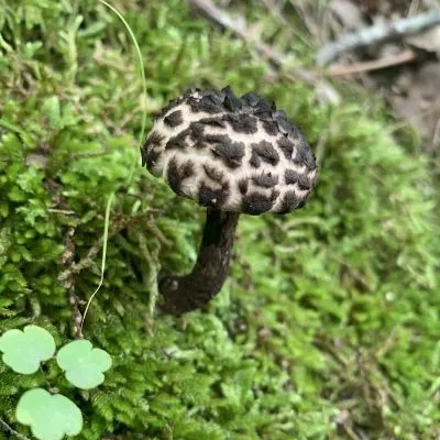 Mushroom Photo