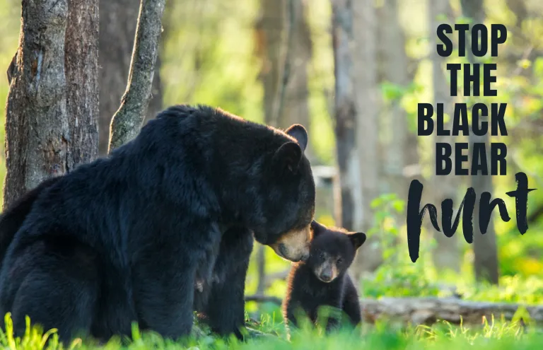 black bears