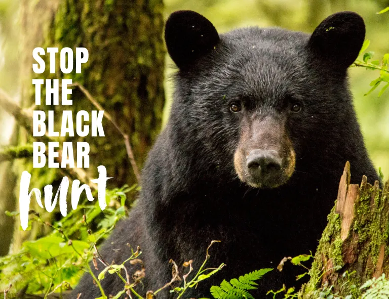 black bear hunt website