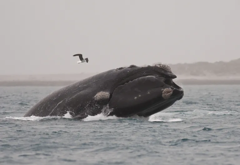 right whale