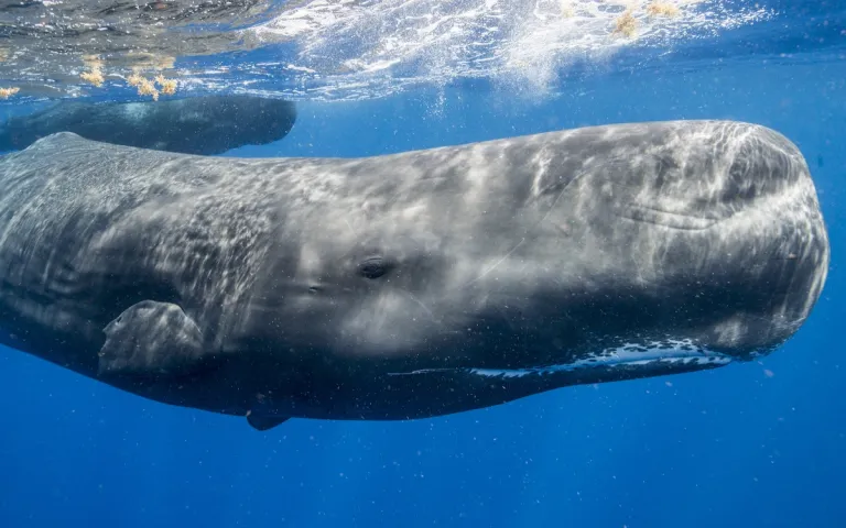 A sperm whale returns to the water after breaching