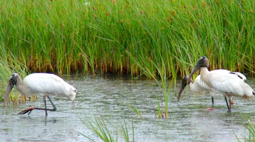 birds at egans creek