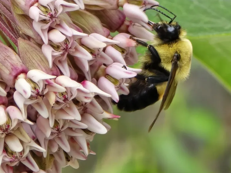 Bumblebee on Milkweed