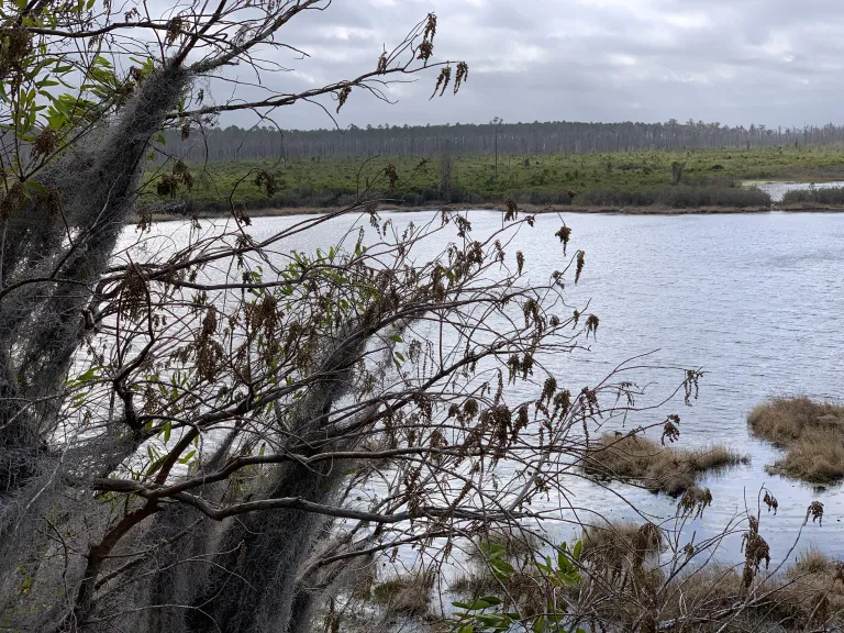 The Okefenokee Swamp