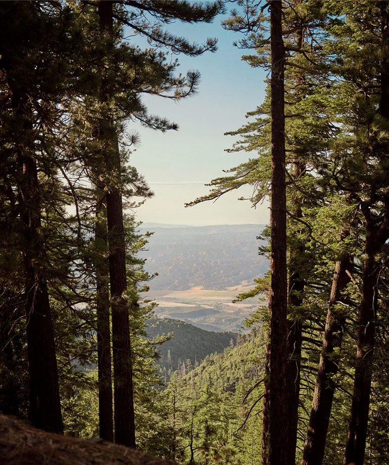 View in between trees looking down from Pine Mountain near Ojai, California