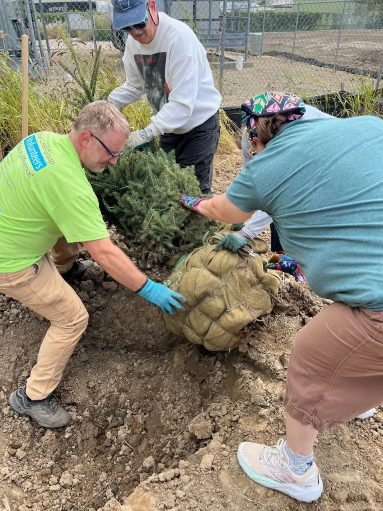 Tree Planting