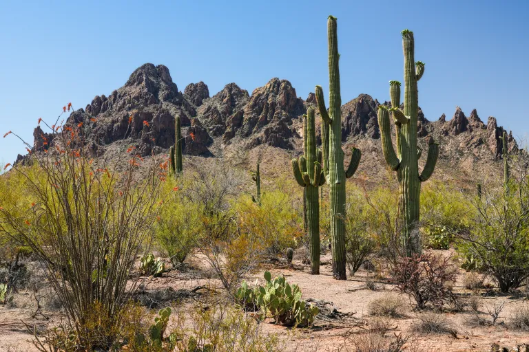 A desert with saguaros and rocky mountains