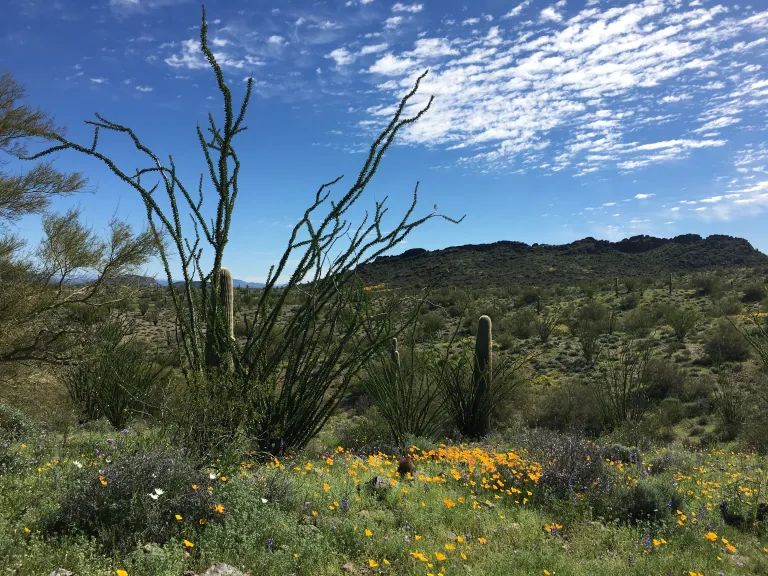 A lush sonoran desert