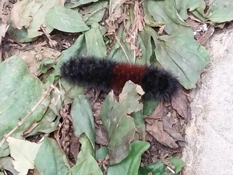 Caterpillar