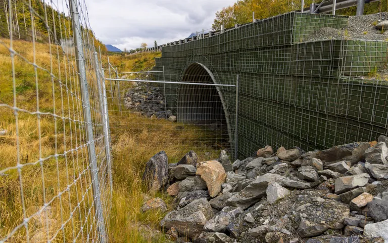 A portion of a wildlife crossing with fencing to funnel animals under a road.