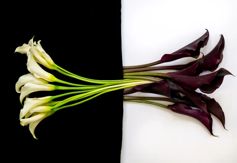 White calla on a black background and purple-black calls on a white background stems meeting in the middle