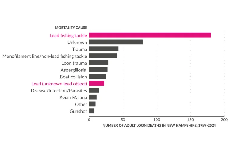 A chart outlining categories for why loons are dying, with lead as one of the leading cause. 