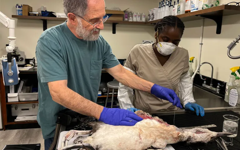 Researchers perform a necropsy on a dead loon. 