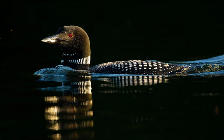 Solo loon swims effortlessly through the water.