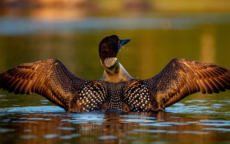 Common Loon on Lake Winnipesaukee New Hampshire with their wings splayed