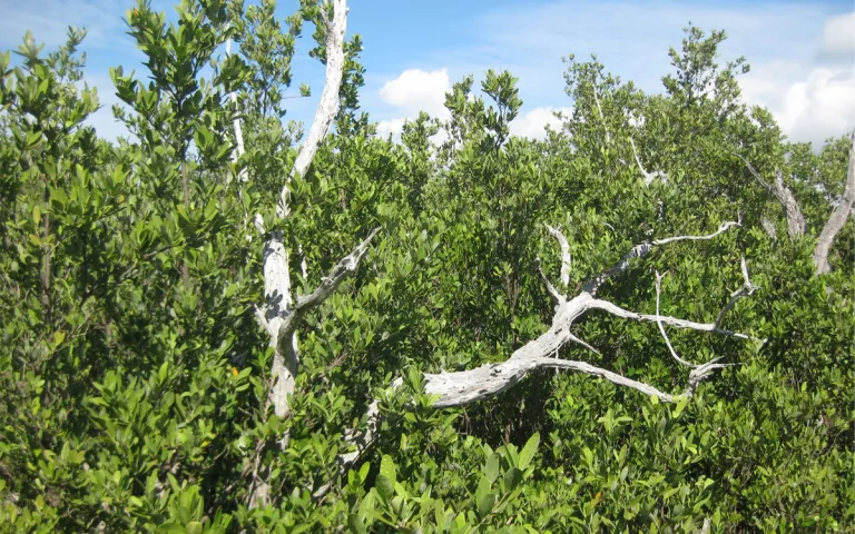 This buttonwood snag was once the border of an upland forest and is now surrounded by mangroves that have migrated inland. Photo by Mike Barry.
