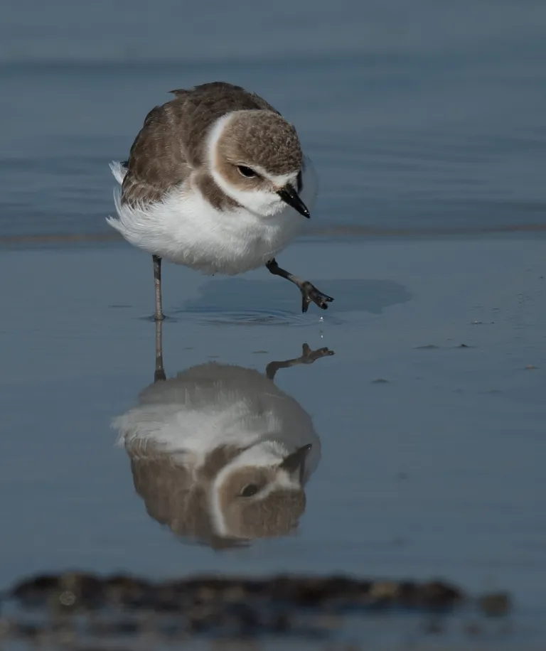 A white and tan bird wading in shallow water