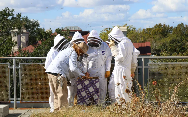 students attend to their beehives. 