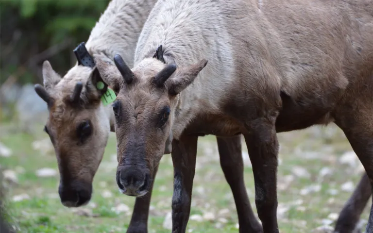 Caribou cows feeding in a maternity pen.