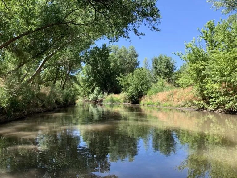 a lush riparian area in a river