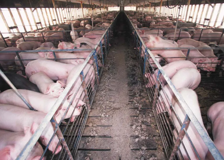 HOG cafo