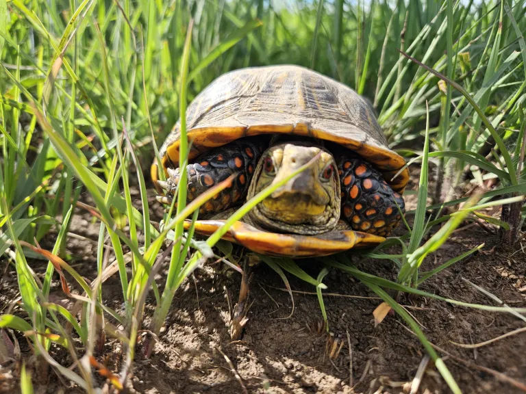 Ornate Box Turtle | Photo Benjamin Reed
