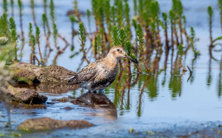 A rock sandpiper wades through the water.
