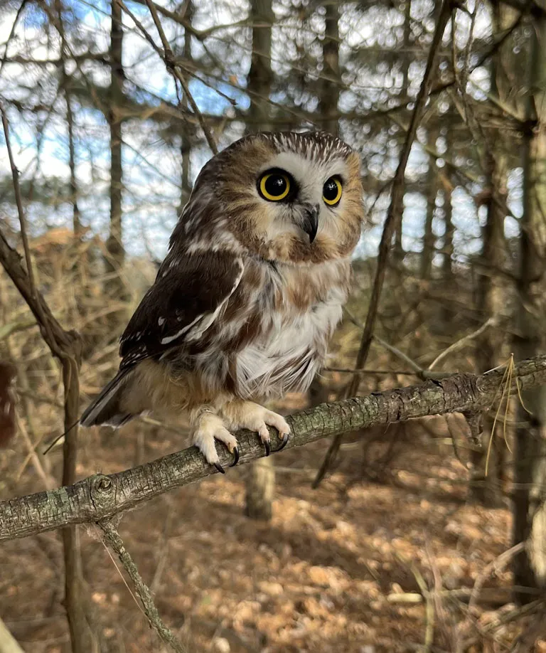 A northern saw-whet owl perched on a brach 