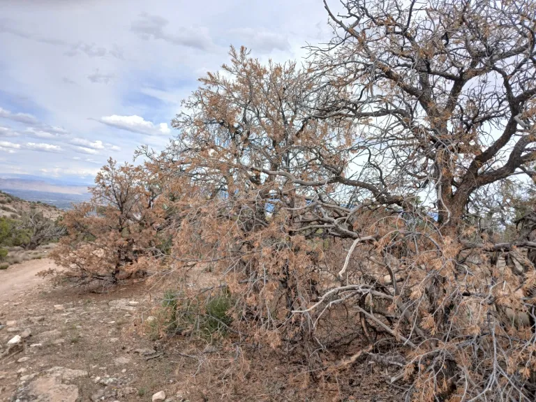 Dry trees