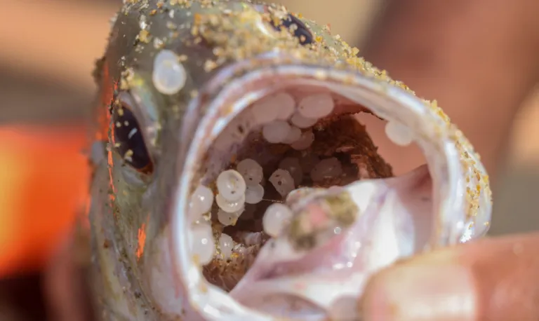 fish nurdles