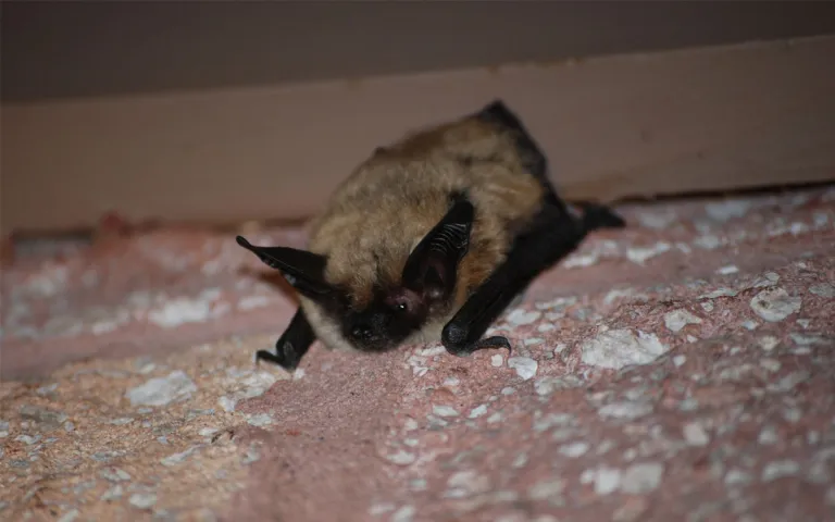 A bat nestled in the side of a house. 