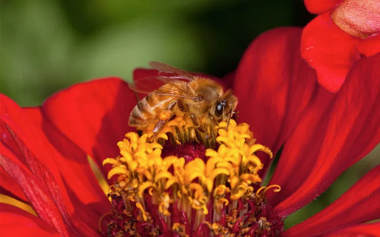A honeybee landing on a flower