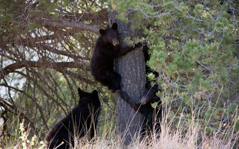black bear cubs