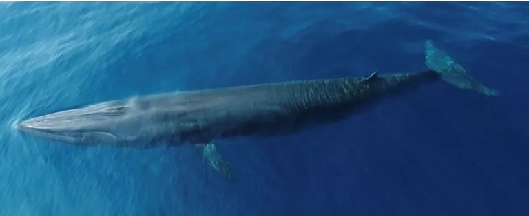 An aerial image of a Rice's whale preparing to breach the water 