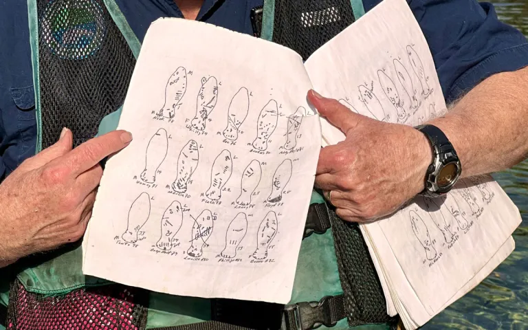 Wayne's manatee sketches with scar notes. 