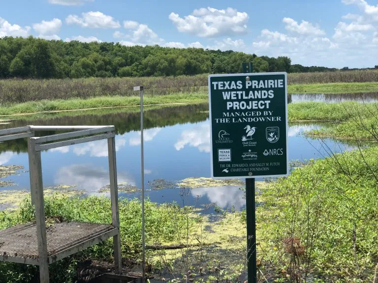 wetland